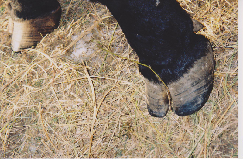Photo of his front feet, at age 12. Photo: C. Pike Photo: C. Pike